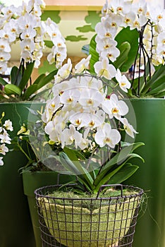 White blooming phalaenopsis orchids growing in a pot