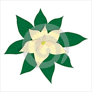 White blooming poinsettia. Vector illustration isolated on white background. Christmas star, traditional flower. Cartoon flat