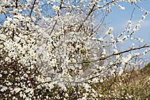 White blooming sarvis from close