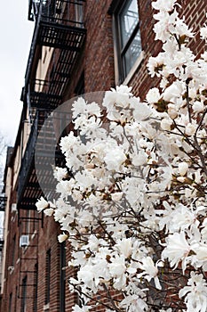 White Blooming Spring Flowers in Astoria Queens New York next to an Old Brick Apartment Building with Fire Escapes