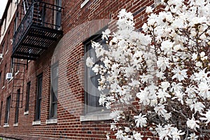 White Blooming Spring Flowers in Astoria Queens New York next to an Old Brick Apartment Building with Fire Escapes