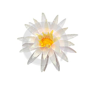 White lotus flower isolated on white background photo