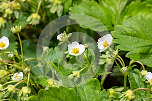 White blooming strawberry flowers on green leaves background in the garden.