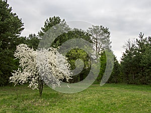 WHITE BLOOMING TREE. ABSTRACT LANDSCAPE BEAUTIFUL.