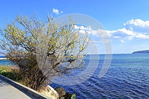 White blossoming tree by blue sea