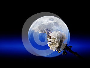 White blooming tree branch against the Earth on black and bright navy blue sky.Environment concept.