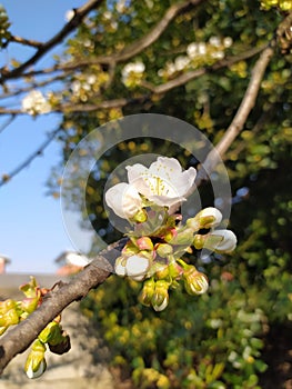White blooming tree in Spring time