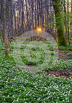 White blooming underwood anemones