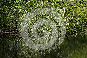 White blooming of wild apple tree with green leaves in a park in spring by a pond photo