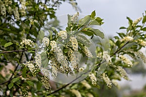 White blooming of wild bird cherry tree with green leaves is in a park