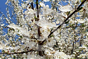 White blooming wild cherry in the forest