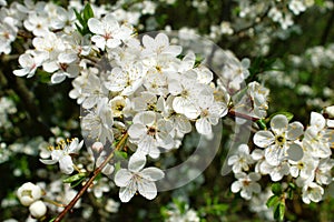 White blooming wild cherry in the forest