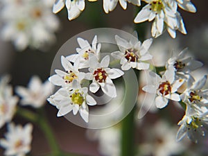 White blooms of Aceriphyllum rossi - Mukdenia