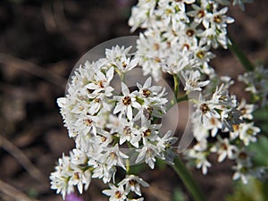 White blooms of Aceriphyllum rossi - Mukdenia