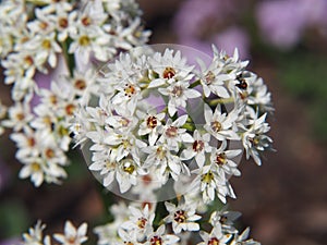 White blooms of Aceriphyllum rossi - Mukdenia photo