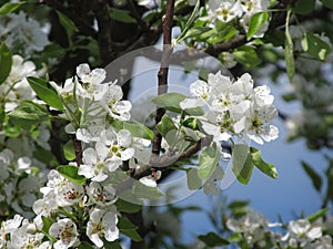 White blooms of cherry tree