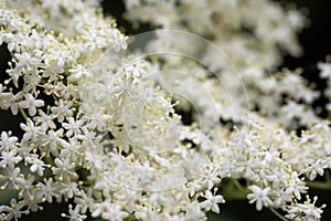 White Blooms of Elderflower