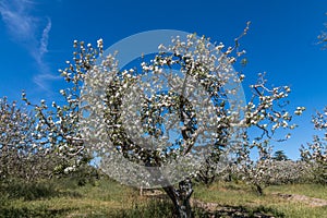 White blooms are on a gnarly gravestein apple tree