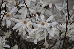 White blooms of a Magnolia Stellata, spring scene in Bolzano