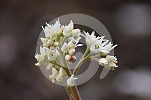 White blooms of Mukdenia rossii