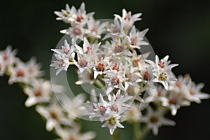 White blooms of Mukdenia rossii