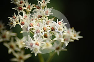 White blooms of Mukdenia rossii