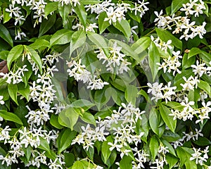 White blooms of star jasmine, Gourdon Village, France