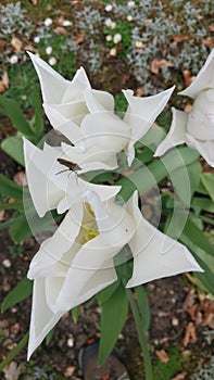 White blooms and yellow pistils welcome spring\'s visitors in a vibrant dance of nature photo