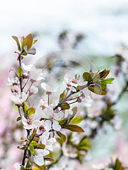 white bloosom of cherry tree in spring season