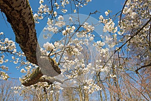 White blosom in spring, frogperspective