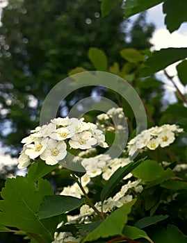 white blossom