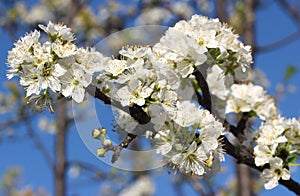 White Blossom