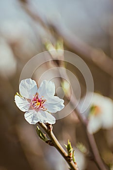 White blossom on an almond tree brach