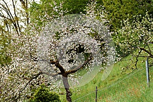 White blossom of apple trees in springtime