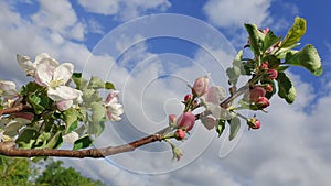 white blossom of apple trees in springtime against the sky with clouds