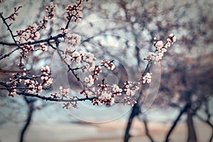 White Blossom Apricot Tree Branch, during Spring Season