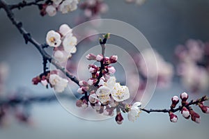 White Blossom Apricot Tree Branch, during Spring Season