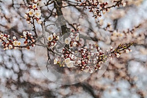 White Blossom Apricot Tree Branch, during Spring Season