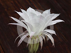 White blossom of cactus flower with dark background