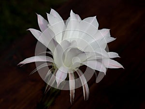 White blossom of cactus flower with dark background