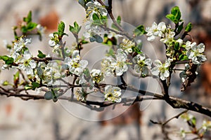 White blossom of cherry-plum tree