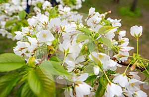 White Blossom Cherry Sakura flower