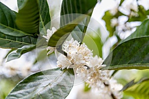 White blossom of coffee tree flowers,at a plantation,near Pakse in southern Laos,Southeast Asia