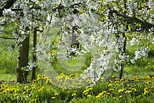 White blossom in countryside