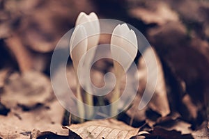 White blossom crocuses with witner dead leaves. March phtography.