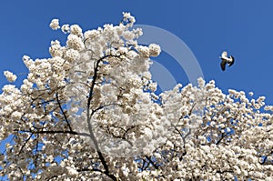 White blossom and dove flying in blue sky
