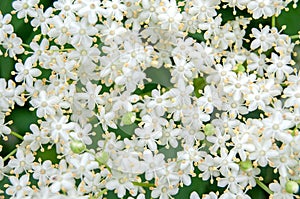White blossom of elderflower Sambucus nigra shrub photo