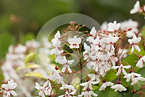 White blossom flower
