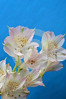 White Blossom Flower Blue Background