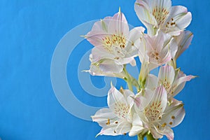 White Blossom Flower Blue Background
